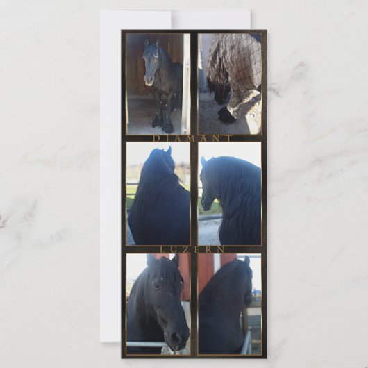 Friesian DIAMOND - Rack/Postcard (Front)