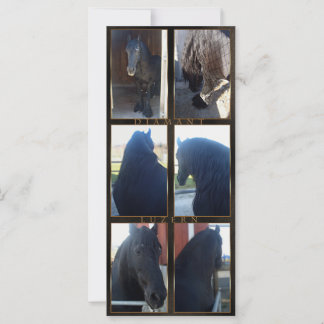 Friesian DIAMOND - Rack/Postcard