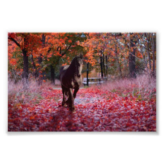 Friesian DIAMOND VIII - Photo Print