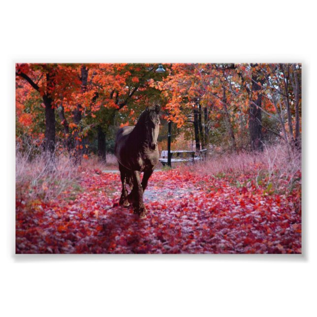 Friesian DIAMOND VIII - Photo Print (Front)