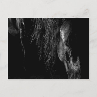 friesian horse a sleep postcard
