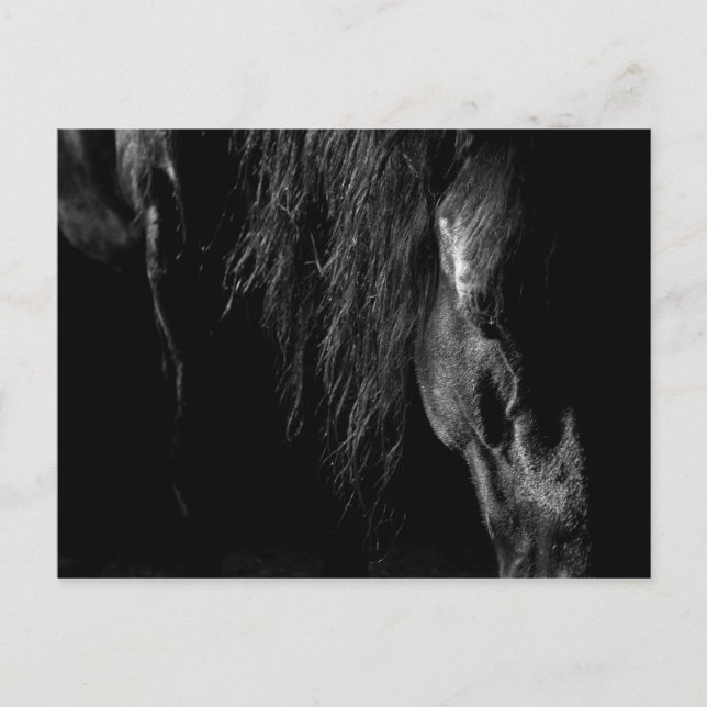 friesian horse a sleep postcard (Front)