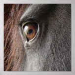 Friesian Horse Eye Poster Print