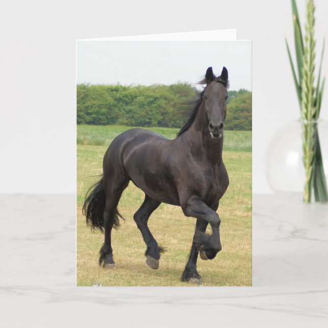 Friesian Horse Greeting Card (Front)