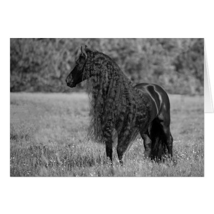Friesian Horse Looks - Horse Greeting Card