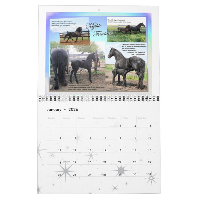 Friesian Horse Photo standard size Calendar (Jan 2026)