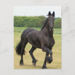 Friesian Horse Postcard