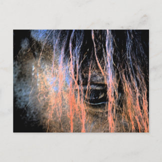 Friesian Horse Postcard