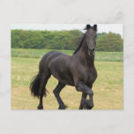 Friesian Horse Postcard