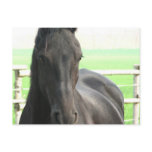 Friesian Horse Postcard
