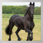 Friesian Horse Poster