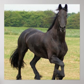 Friesian Horse Poster by HorseStall at Zazzle