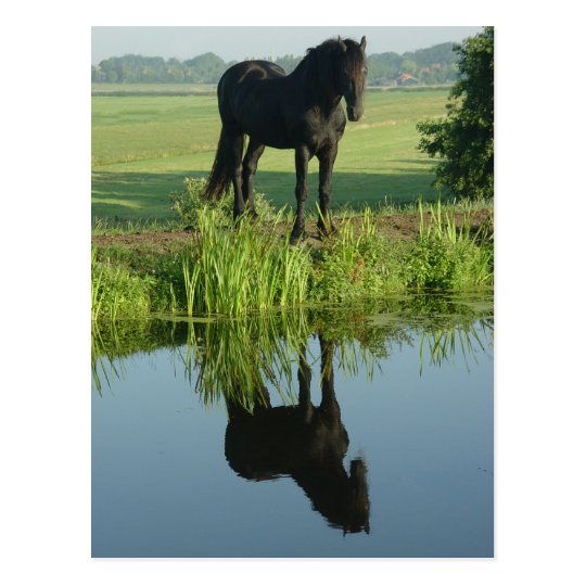 4 6 x size paper name Friesian  in  Postcard water Horse Reflection Zazzle.com