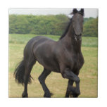 Friesian Horse Tile