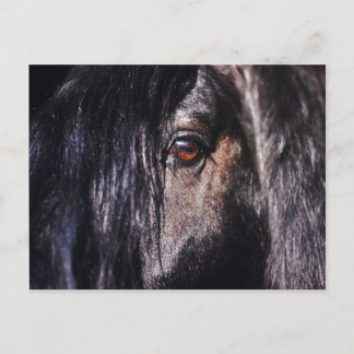friesian horses eye postcard