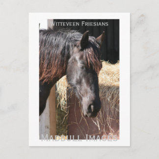 Friesian Mare Postcard