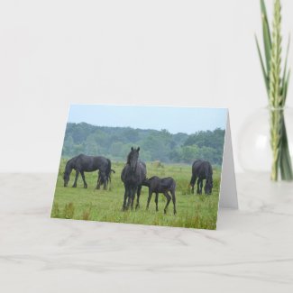 Friesian Mares and Foals  Mother's Day Card