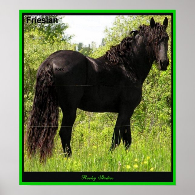 Friesian Photo Print (Front)