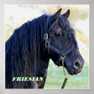 Friesian Poster