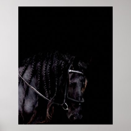 Friesian Stallion Black Background Poster