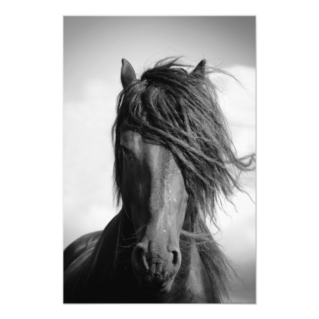 Friesian stallion in the wind. photo print (Front)