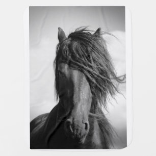 Friesian stallion in the wind. receiving blanket