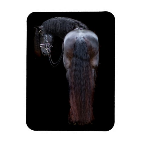 Friesian Stallion Magnet