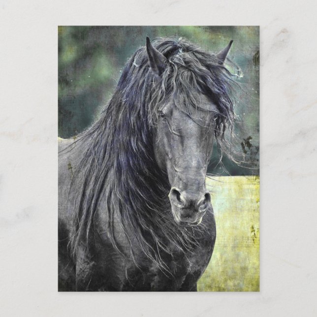 Friesian Stallion Postcard (Front)
