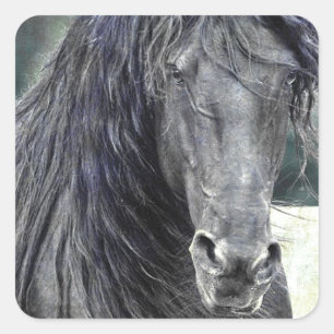 Friesian Stallion Square Sticker