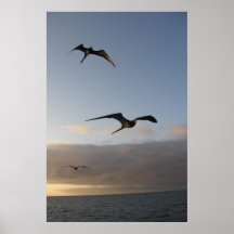 frigatbirds at sunset