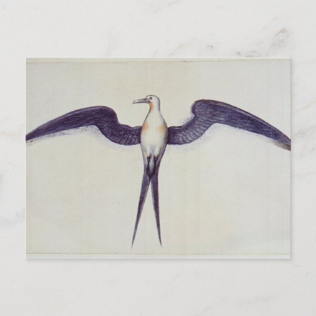 Frigate Bird Postcard (Front)