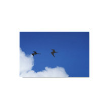 Frigate Birds In South America