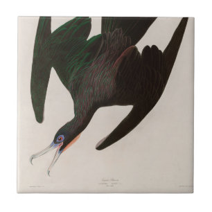 Frigate Pelican Birds of America Audubon Print Ceramic Tile