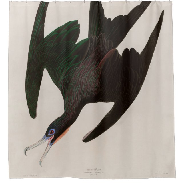 Frigate Pelican Birds of America Audubon Print Shower Curtain (Front)
