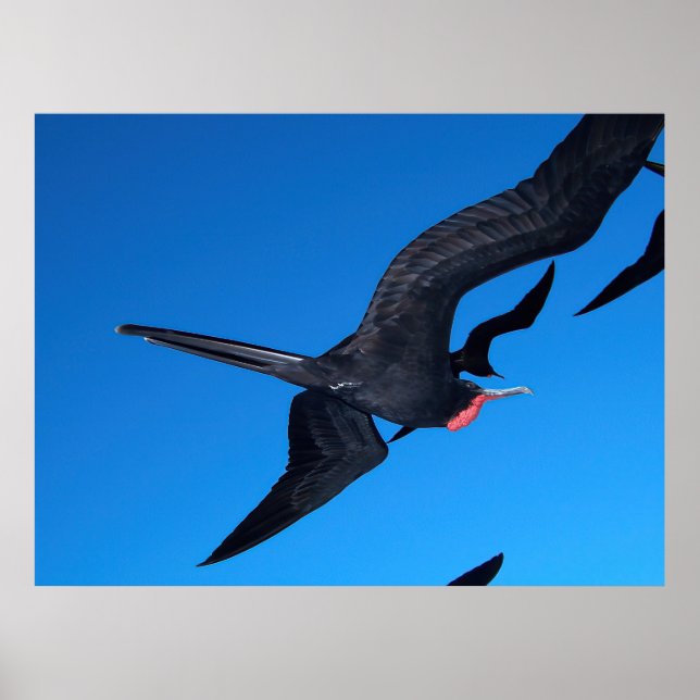 Frigatebird in Flight Poster (Front)