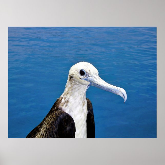 Frigatebird Portrait II Poster (Front)