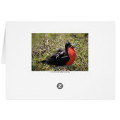 Frigatebirds in Love (Back Horizontal)