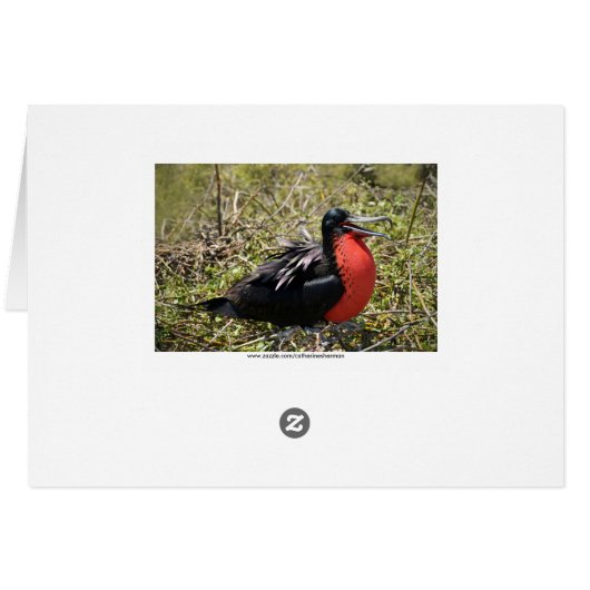Frigatebirds in Love (Back Horizontal)
