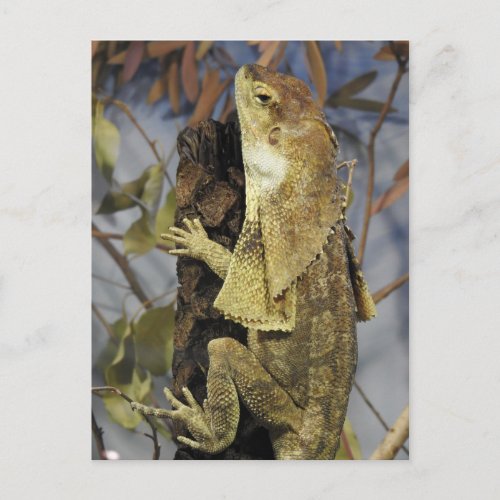 Frill_necked lizard postcard