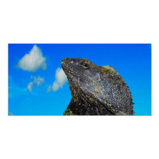 Frill necked Lizard Poster (Front)