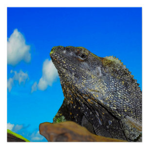 Frill necked Lizard Poster