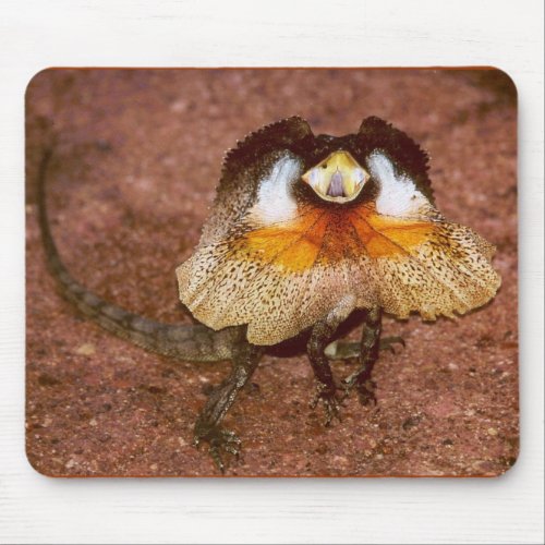 Frilled Lizard _ Chlamydosaurus kingii Mouse Pad