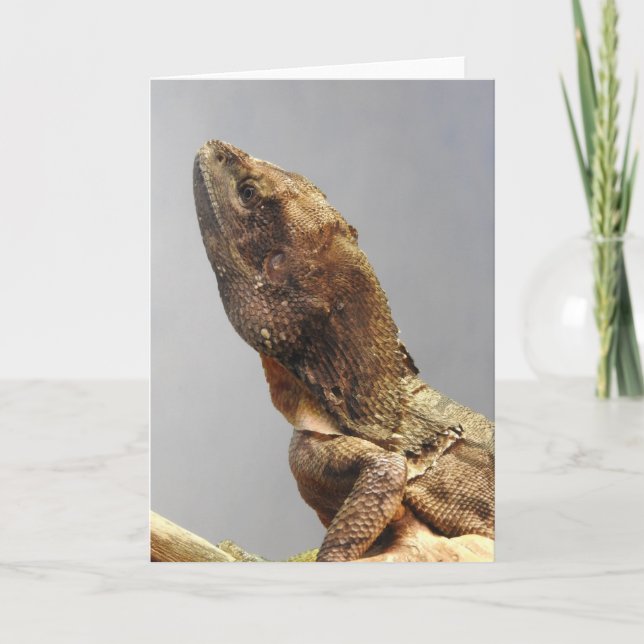 Frilled Lizard Greeting Card (Front)