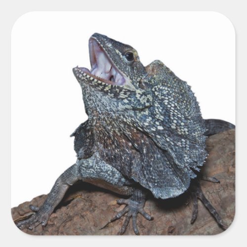 Frilled_neck lizard square sticker