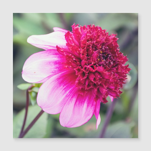 Frilly Pink and Magenta Dahlia Magnetic Card (Front)