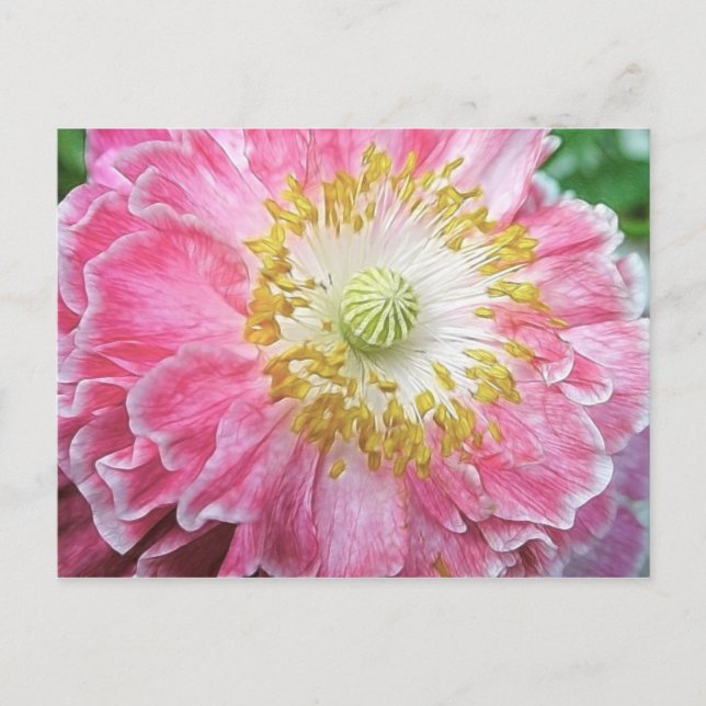 Frilly Pink Poppy Postcard (Front)
