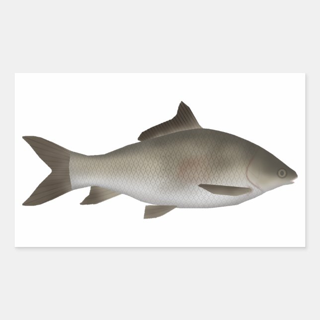 Fringed-lipped Peninsula Carp  Rectangular Sticker (Front)