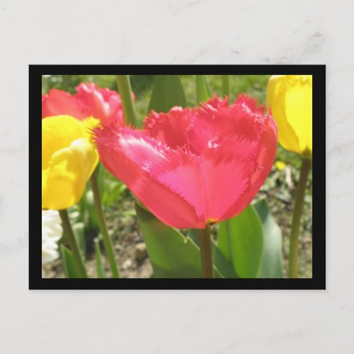 Fringed Tulips Postcard