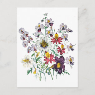 Fringeflowers and Velvet Trumpet Flowers Postcard