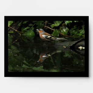 Fringilla coelebs envelope